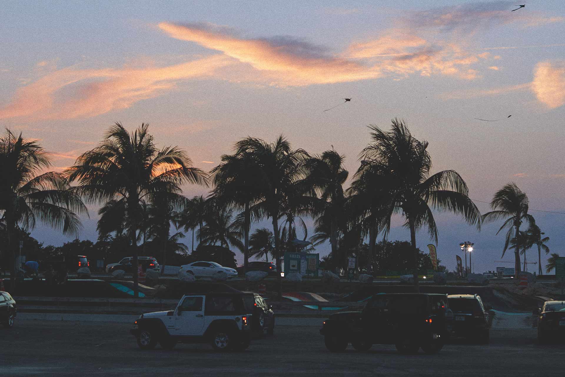 Miami palm trees behind road
